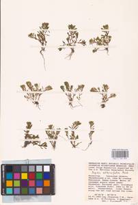 Lythrum volgense D. A. Webb, Middle Asia, Caspian Ustyurt & Northern Aralia (M8) (Kazakhstan)