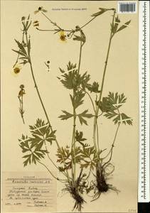 Ranunculus caucasicus M. Bieb., Caucasus, Stavropol Krai, Karachay-Cherkessia & Kabardino-Balkaria (K1b) (Russia)