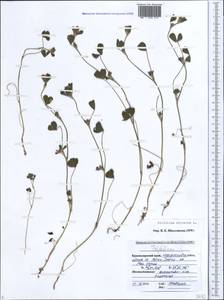 Trifolium striatum L., Caucasus, Black Sea Shore (from Novorossiysk to Adler) (K3) (Russia)