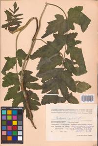 Pastinaca sativa L., Eastern Europe, Western region (E3) (Russia)