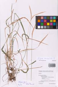 Elymus caninus (L.) L., Eastern Europe, Central forest-and-steppe region (E6) (Russia)