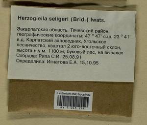 Herzogiella seligeri (Brid.) Z. Iwats., Bryophytes, Bryophytes - Ukraine & Moldova (B3) (Ukraine)