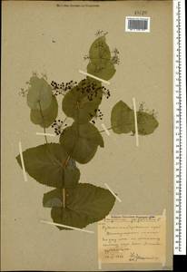 Smyrnium perfoliatum L., Caucasus, Stavropol Krai, Karachay-Cherkessia & Kabardino-Balkaria (K1b) (Russia)