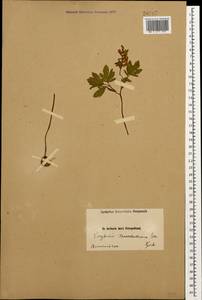 Corydalis cava (L.) Schweigg. & Körte, Caucasus, Armenia (K5) (Armenia)