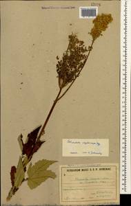Filipendula ulmaria (L.) Maxim., Caucasus, Armenia (K5) (Armenia)