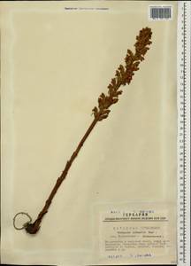 Orobanche alsatica subsp. libanotidis (Ruprecht) Pusch, Siberia, Western Siberia (S1) (Russia)