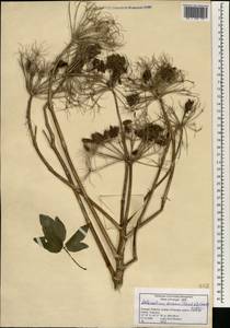Daucus decipiens (Schrad. & J.C.Wendl.) Spalik, Wojew., Banasiak & Reduron, Africa (AFR) (Portugal)