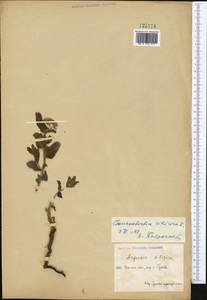Heliotropium sibiricum (L.) J. I. M. Melo, Middle Asia, Caspian Ustyurt & Northern Aralia (M8) (Kazakhstan)