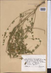 Glycyrrhiza triphylla Fisch. & C.A.Mey., Middle Asia, Caspian Ustyurt & Northern Aralia (M8) (Kazakhstan)