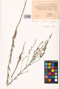 MHA 0 159 384, Linaria genistifolia (L.) Mill., Eastern Europe, Middle Volga region (E8) (Russia)