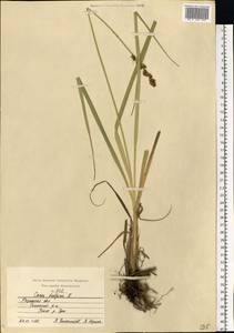Carex vulpina L., Eastern Europe, Central region (E4) (Russia)