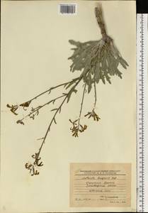 Matthiola fragrans (Fisch.) Bunge, Eastern Europe, North Ukrainian region (E11) (Ukraine)