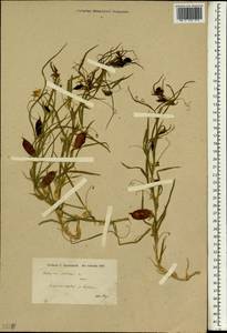 Lathyrus sativus L., South Asia, South Asia (Asia outside ex-Soviet states and Mongolia) (ASIA) (Iran)