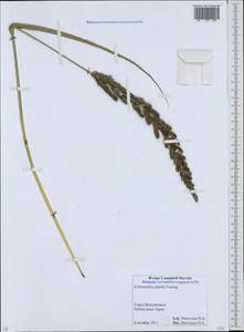 Echinochloa crus-galli subsp. crus-galli, Caucasus, North Ossetia, Ingushetia & Chechnya (K1c) (Russia)