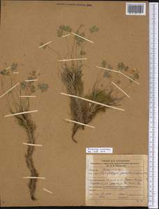 Paraquilegia anemonoides (Willd.) Engl. ex Ulbr., Middle Asia, Dzungarian Alatau & Tarbagatai (M5) (Kazakhstan)