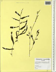 Potamogeton × angustifolius J.Presl, Eastern Europe, Western region (E3) (Russia)