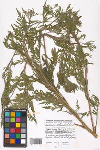 Ambrosia artemisiifolia L., Eastern Europe, Moscow region (E4a) (Russia)