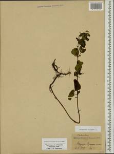 Origanum vulgare L., Caucasus, Black Sea Shore (from Novorossiysk to Adler) (K3) (Russia)