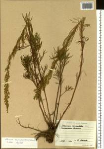 Artemisia macilenta (Maxim.) Krasch., Siberia, Baikal & Transbaikal region (S4) (Russia)