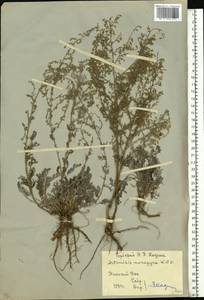 Artemisia caerulescens subsp. caerulescens, Eastern Europe, Rostov Oblast (E12a) (Russia)