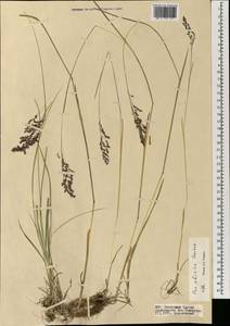 Poa sibirica Roshev., Mongolia (MONG) (Mongolia)