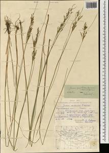 Juncus gracillimus (Buchenau) V. I. Krecz. & Gontsch., Mongolia (MONG) (Mongolia)