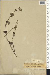 Pelargonium fragrans Willd., Africa (AFR) (South Africa)