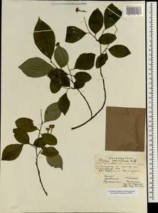 Styrax japonicus Siebold & Zucc., South Asia, South Asia (Asia outside ex-Soviet states and Mongolia) (ASIA) (China)