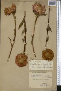 Callistephus chinensis (L.) Nees, Middle Asia, Northern & Central Tian Shan (M4) (Kyrgyzstan)