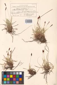 Carex montana L., Eastern Europe, Eastern region (E10) (Russia)