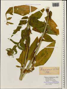 Hesperis matronalis subsp. matronalis, Caucasus, Stavropol Krai, Karachay-Cherkessia & Kabardino-Balkaria (K1b) (Russia)