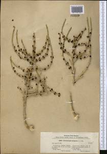 Anabasis eriopoda (C. A. Mey.) Benth. ex Volkens, Middle Asia, Syr-Darian deserts & Kyzylkum (M7) (Uzbekistan)