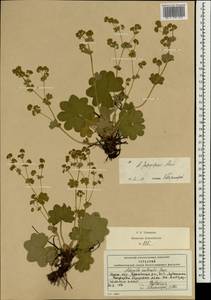 Alchemilla conglobata H. Lindb., Eastern Europe, Moscow region (E4a) (Russia)