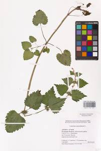 MHA 0 154 521, Lamium maculatum (L.) L., Eastern Europe, Central region (E4) (Russia)