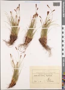 Carex capillifolia (Decne.) S.R.Zhang, Middle Asia, Pamir & Pamiro-Alai (M2) (Kyrgyzstan)