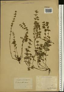 Clinopodium acinos (L.) Kuntze, Eastern Europe, Lower Volga region (E9) (Russia)