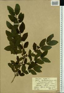 Lonicera nigra L., Eastern Europe, West Ukrainian region (E13) (Ukraine)