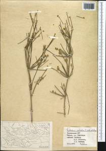 Ephedra foliata Boiss. ex C.A.Mey., Middle Asia, Kopet Dag, Badkhyz, Small & Great Balkhan (M1) (Turkmenistan)
