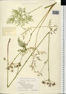 Thysselinum palustre (L.) Hoffm., Siberia, Western Siberia (S1) (Russia)