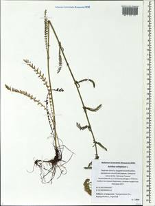 Achillea millefolium L., Eastern Europe, North-Western region (E2) (Russia)