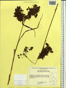 Scirpus wichurae Boeckeler, Siberia, Russian Far East (S6) (Russia)