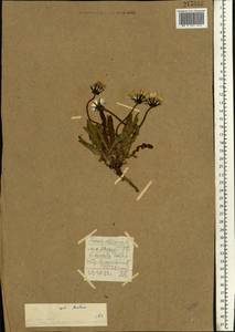 Taraxacum arcticum (Trautv.) Dahlst., Eastern Europe, Northern region (E1) (Russia)