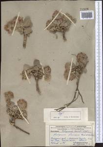 Hedysarum plumosum Boiss. & Hausskn., Middle Asia, Pamir & Pamiro-Alai (M2) (Uzbekistan)