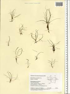 Eleocharis acicularis (L.) Roem. & Schult., Eastern Europe, Central region (E4) (Russia)