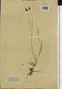 Carex praecox Schreb., Siberia, Western Siberia (S1) (Russia)