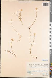 Dianthus campestris M. Bieb., Eastern Europe, North Ukrainian region (E11) (Ukraine)