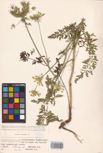 Daucus carota L., Eastern Europe, Lower Volga region (E9) (Russia)