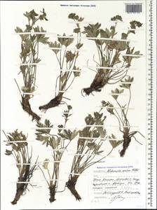 Alchemilla sericea Willd., Caucasus, Dagestan (K2) (Russia)