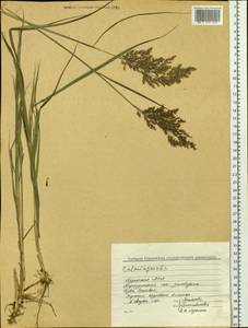 Calamagrostis, Siberia, Baikal & Transbaikal region (S4) (Russia)