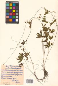 Potentilla flagellaris D. F. K. Schltdl., Siberia, Russian Far East (S6) (Russia)